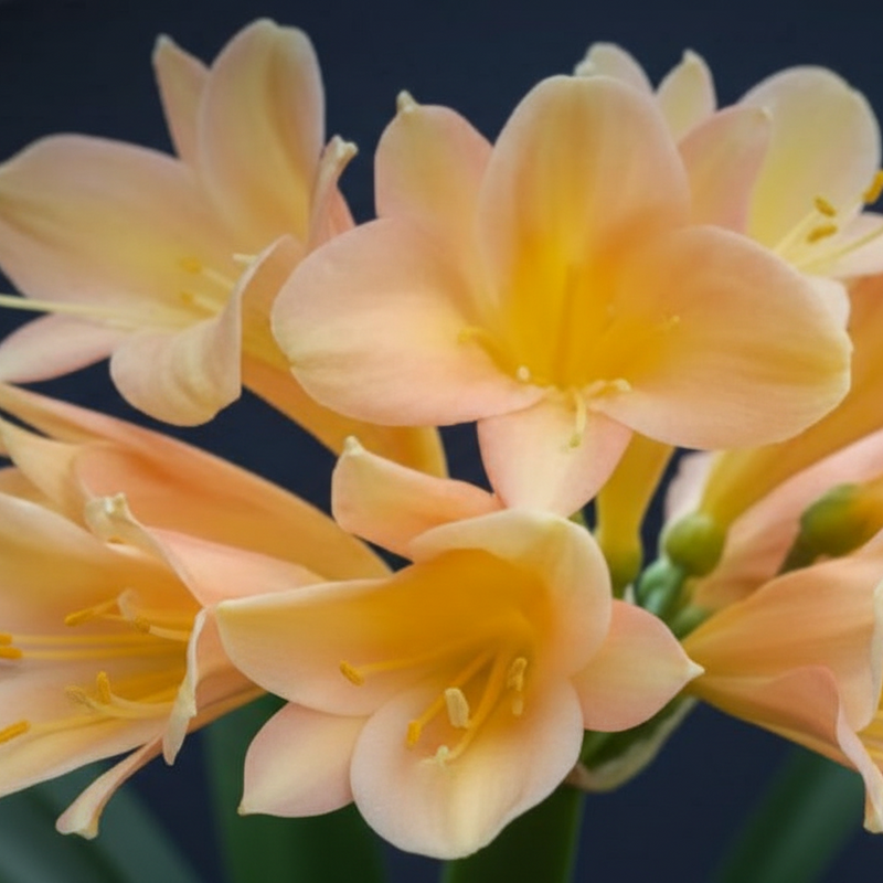 Clivia Interspecific Seedling Plant