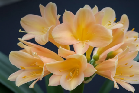 Clivia Interspecific Seedling Plant