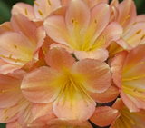 Clivia Interspecific Seedling Plant