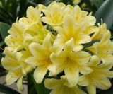 Clivia Seedling Cross Plant