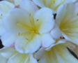 Clivia Seedling One Plant