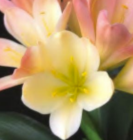Clivia Seedling One Plant