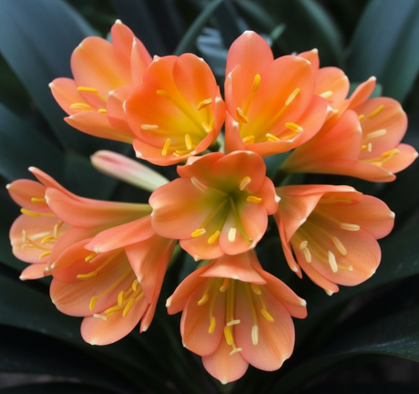 Clivia Seedling Green Throat Orange Interspecific Hybrid x Magic Light 4-5 Inches Tall