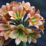 Clivia Hybrid Seedling Gunston x Gun Metal Hirao