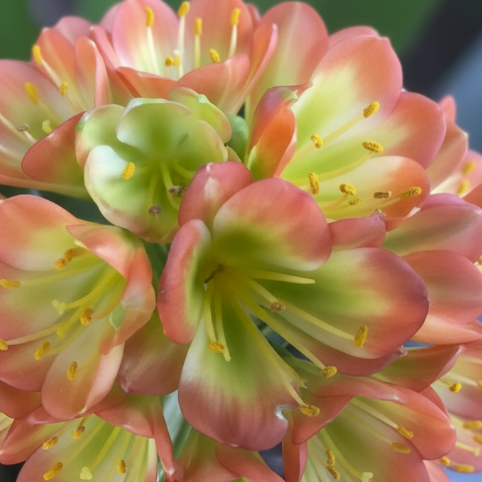 Clivia Seedlings Green Throat Hattori 4-5 Inches Tall