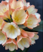 Clivia Seedling Cross Plant 4-6 Inches Tall
