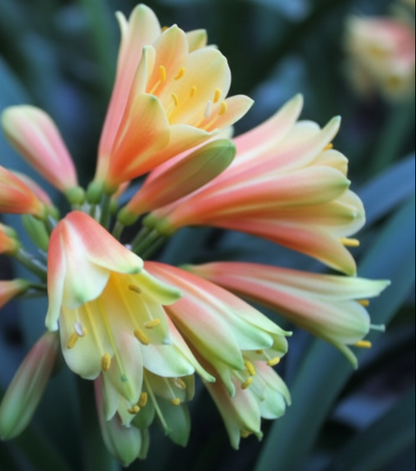 Clivia Seedling Green Throat Orange Interspecific Hybrid x Magic Light 4-5 Inches Tall