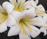 Clivia Interspecific Hybrid Seedling Plant