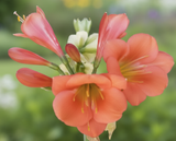 Clivia Seedling TK Creamy x Natal Yellow F1 x One Love