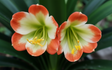 Clivia Seedling Cross Plant