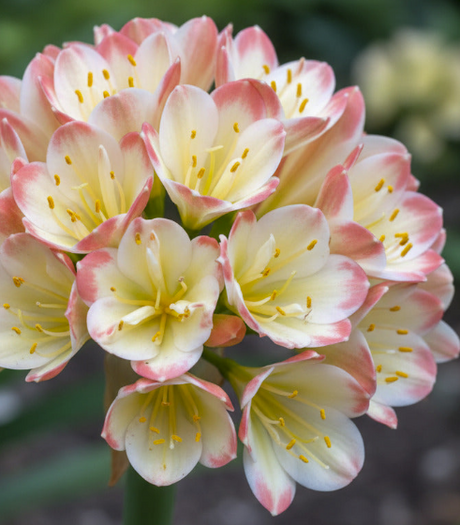 Clivia Seedling Tangelo x Self with Splash Picote