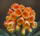 Clivia Groot Piet x Self Seedling 4-6" Tall