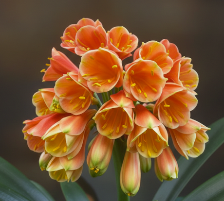Clivia Groot Piet x Self Seedling 4-6" Tall
