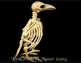 Bonez Skeleton Crow