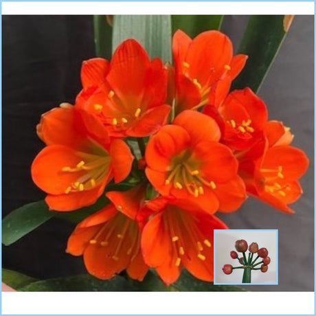 Clivia Seedling Compact Red/Dark Orange with Green Throat