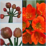 Clivia Seedling Compact Red/Dark Orange with Green Throat