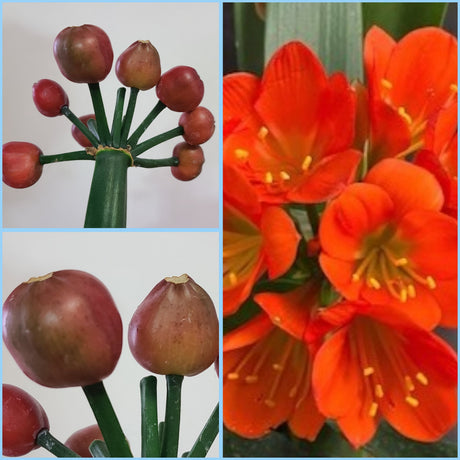 Clivia Seedling Compact Red/Dark Orange with Green Throat