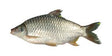 Shorputi 2 KG