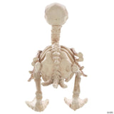Skeleton Duck Decoration