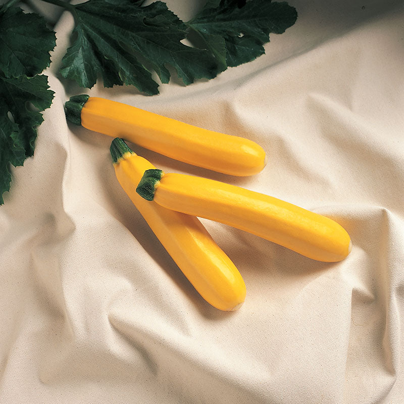Squash Golden Delight F1 Standard Treated - 3,000 seeds