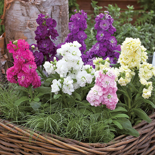 Stock Harmony Mix Seed