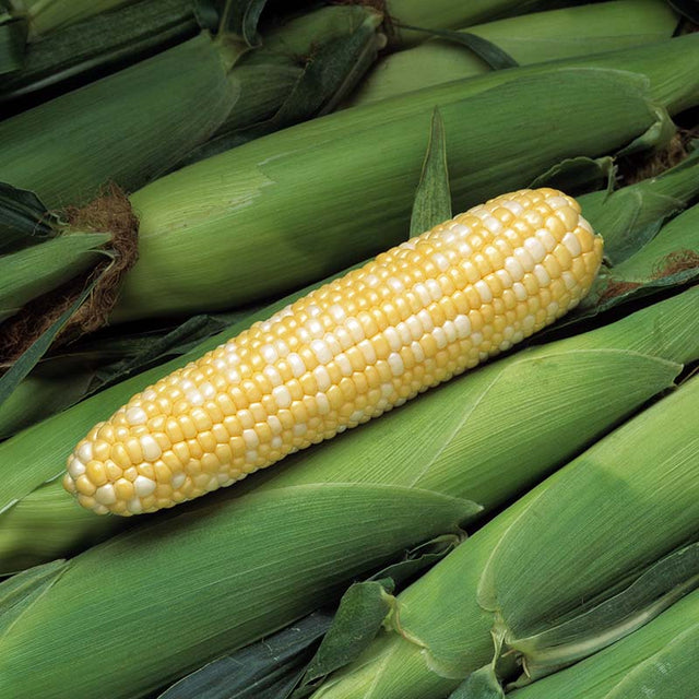 Sweet Corn Peaches & Cream Mid EH F1 Raw Untreated - 100,000 seeds