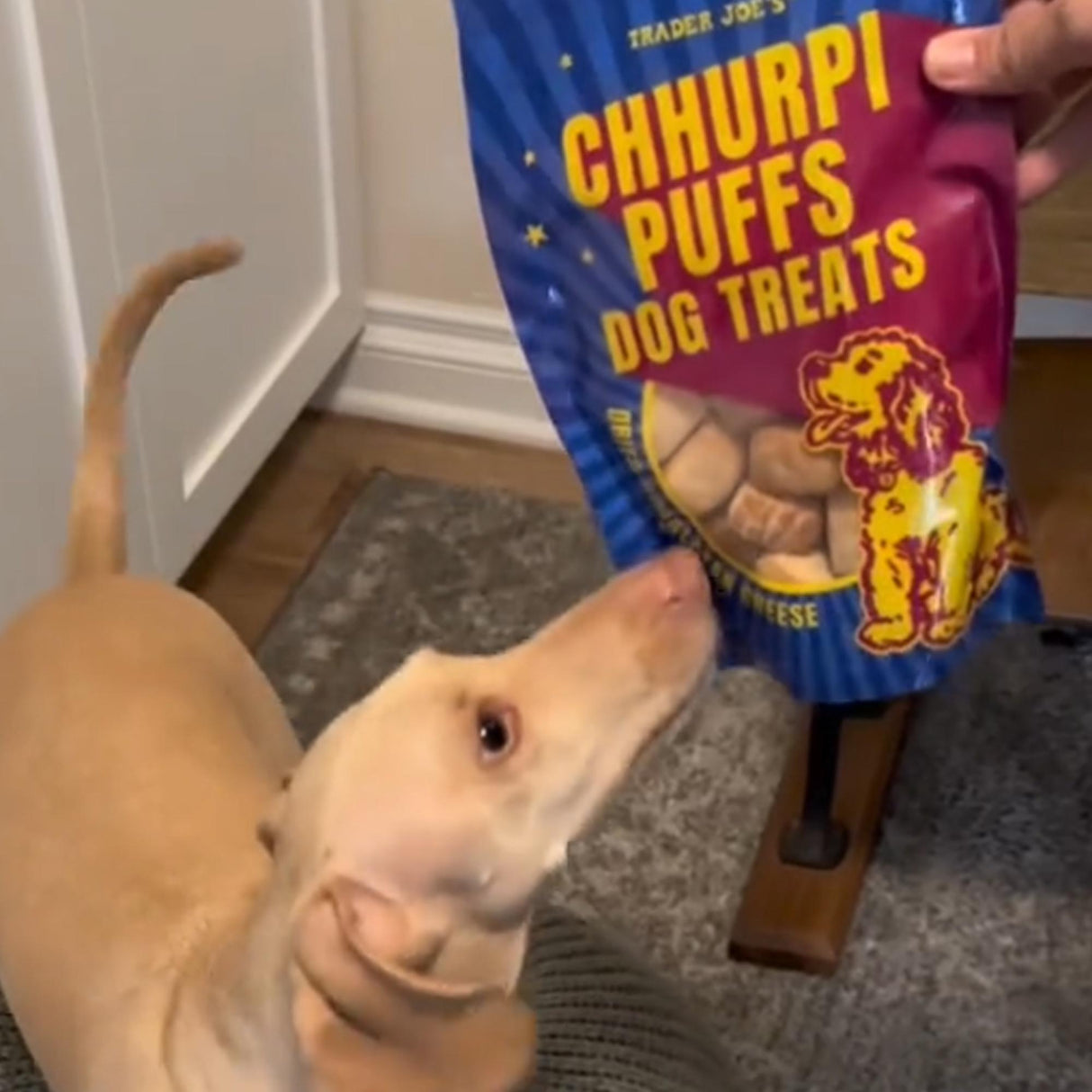 Trader Joe’s Chhurpi Puffs Dog Treats | Dried Himalayan Cheese | 4 Oz