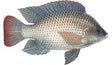 Telapia 1.5 Kg