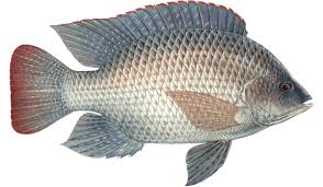 Telapia 1.5 Kg