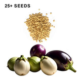 Round Eggplant Mix Seeds Three Color Variety Heirloom Non GMO Garden Collection