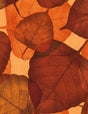 Wide Quilt Backing 108" XFLORA C1053 Russet Timeless Treasures
