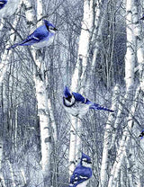 Quilting Cotton Winter Hike Blue Jays in Winter Birch Trees Timeless Treasures
