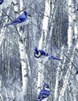 Quilting Cotton Winter Hike Blue Jays in Winter Birch Trees Timeless Treasures