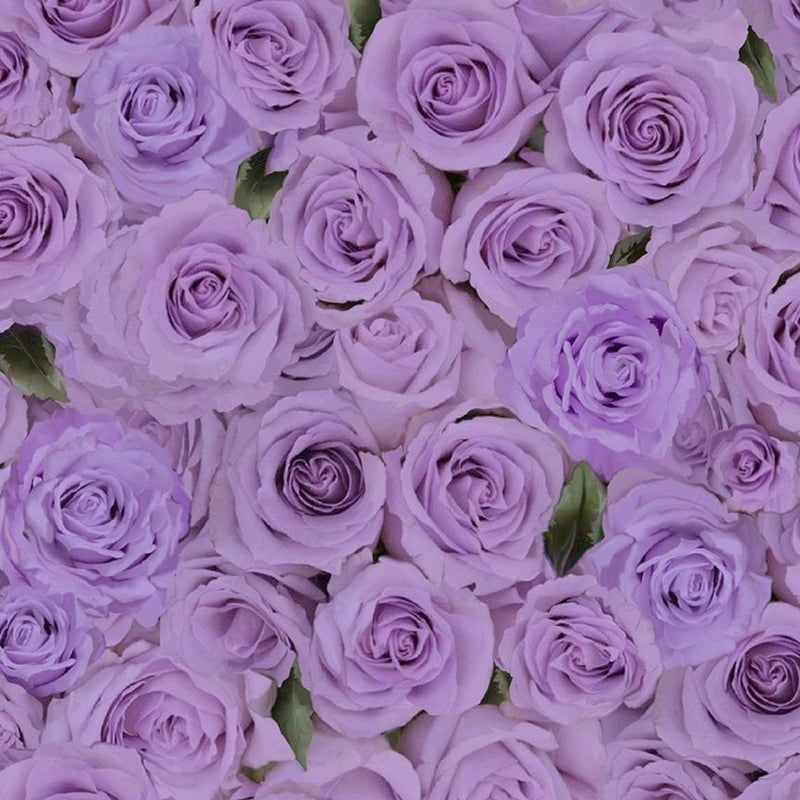 Quilting Cotton Packed Roses Love Letter Purple Timeless Treasures