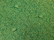 Quilting Cotton Christmas Joy Birds in the Hedge Green Timeless Treasures