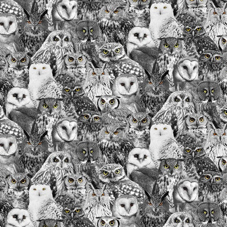 Quilting Cotton Wicked Halloween Packed Owls Black Timeless Treasures