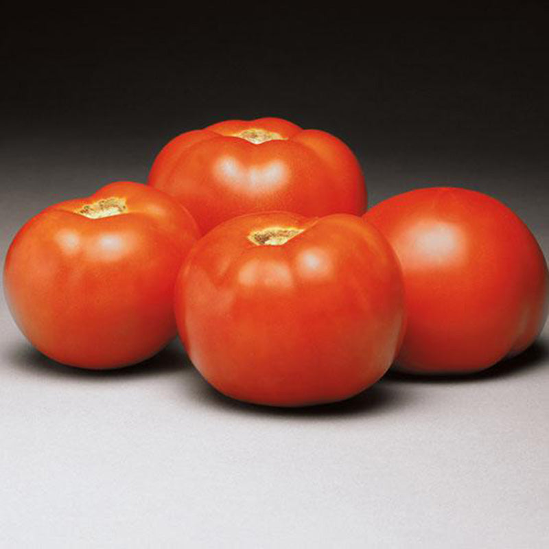 Tomato Better Bush F1 Raw Untreated - 100,000 seeds