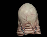 PREORDER - Hellraiser - Butterball Mask