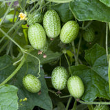 50 Cucamelon Seeds Mini Cucumber Mouse Melon Mexican Sour Gherkin Melothria Scabra
