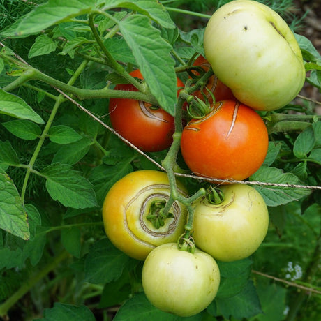 Hawaiian Kewalo Tomato Seeds 20 Count Root Knot Nematode Resistant Heat Tolerant