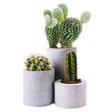 Grow It Cactus Kit