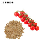 Super Sweet 100 Tomato Seeds Sweet Cherry Tomatoes High Yield Disease Resistant Non GMO Garden Seeds
