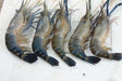 White Gold Golda Shrimp 1/2 Size