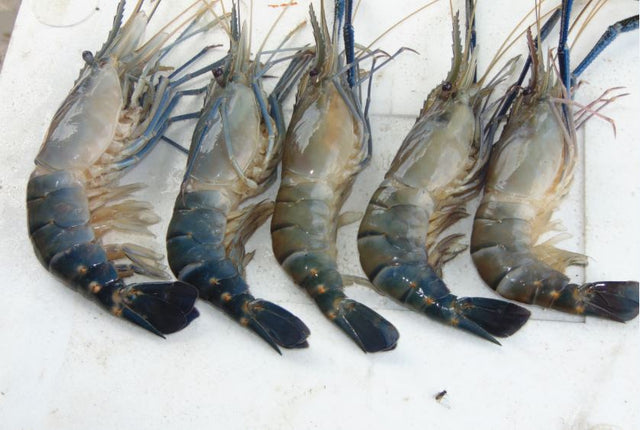 White Gold Golda Shrimp 1/2 Size