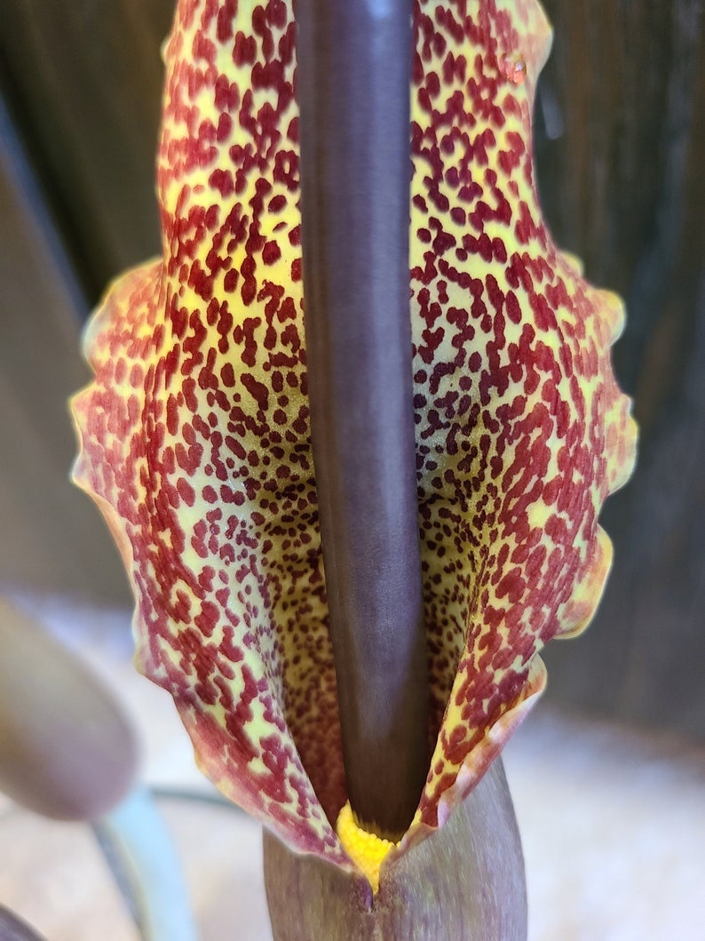 Voodoo Lily Bulbs Sauromatum venosum Various Sizes