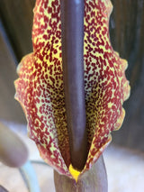 Voodoo Lily Bulbs Sauromatum venosum Various Sizes
