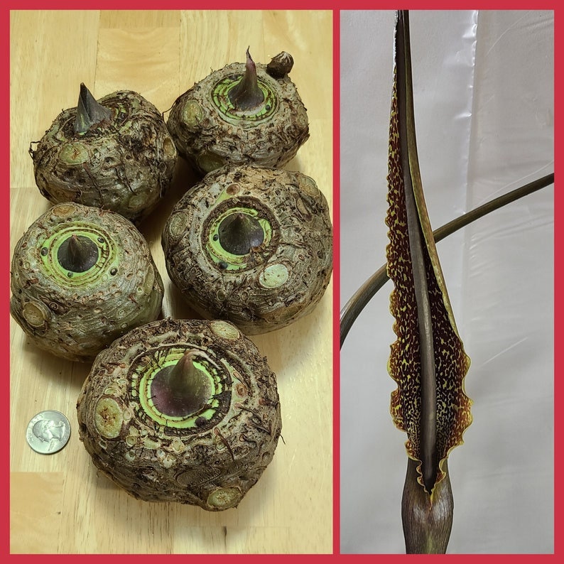 Voodoo Lily Bulbs Sauromatum venosum Various Sizes