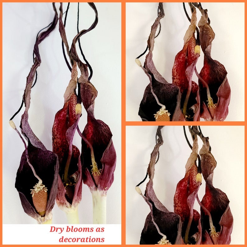 Voodoo Lily Bulbs Sauromatum venosum Various Sizes