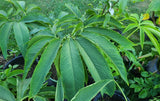 Voodoo Lily Bulbs Sauromatum venosum Various Sizes