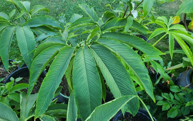 Voodoo Lily Bulbs Sauromatum venosum Various Sizes